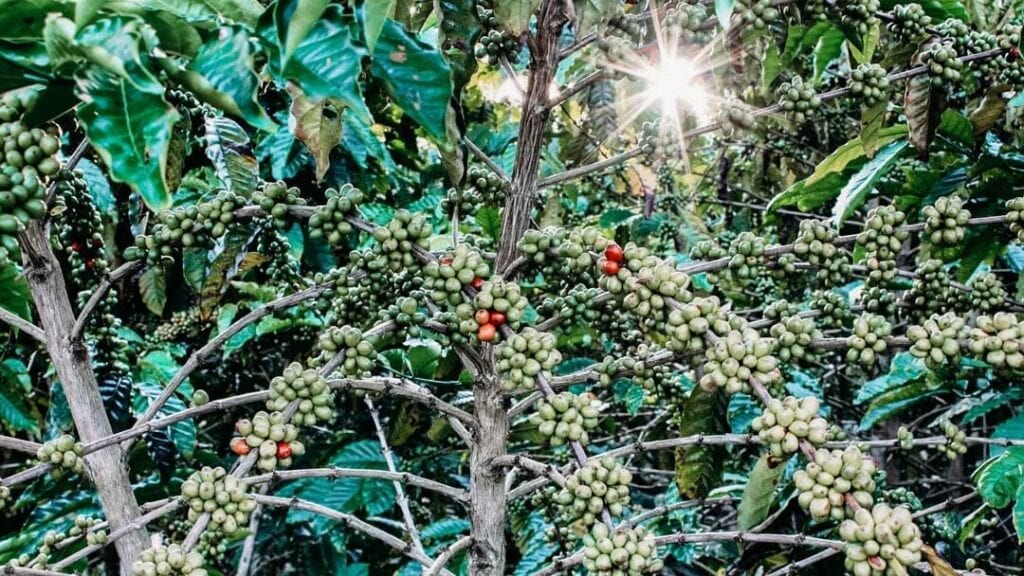 5 reasons you should be buying ethically-sourced coffee in Latin Ameri –  tierrafresca