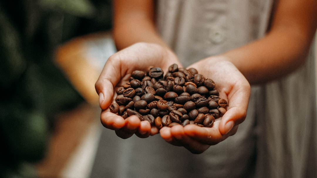 Ethical coffee beans being held in the hands of coffee farmer, farmed in protection of the environment