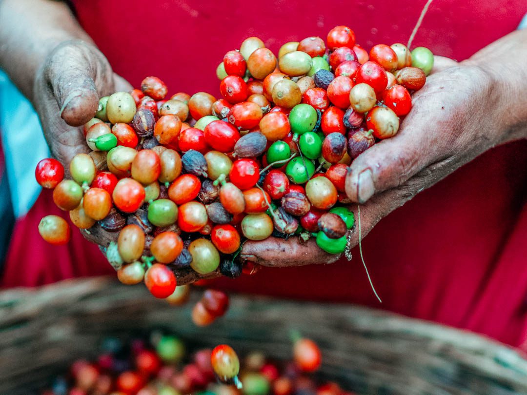 Farmers hands holding coffee cherries
