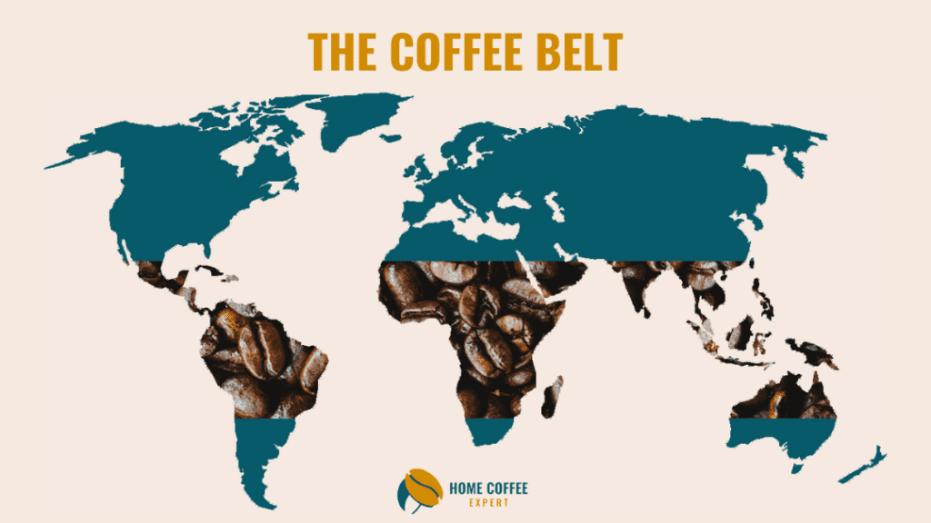 Infographic: The Coffee Belt showing Which Country Produces the Most Coffee