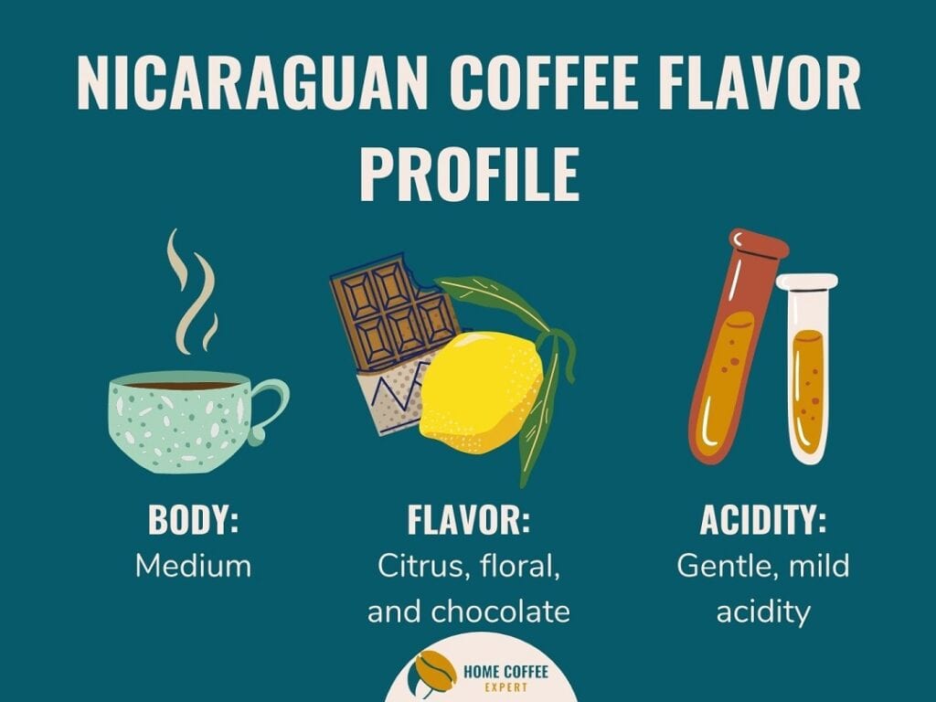 Infographic: Flavor profile of coffee grown in Nicaragua