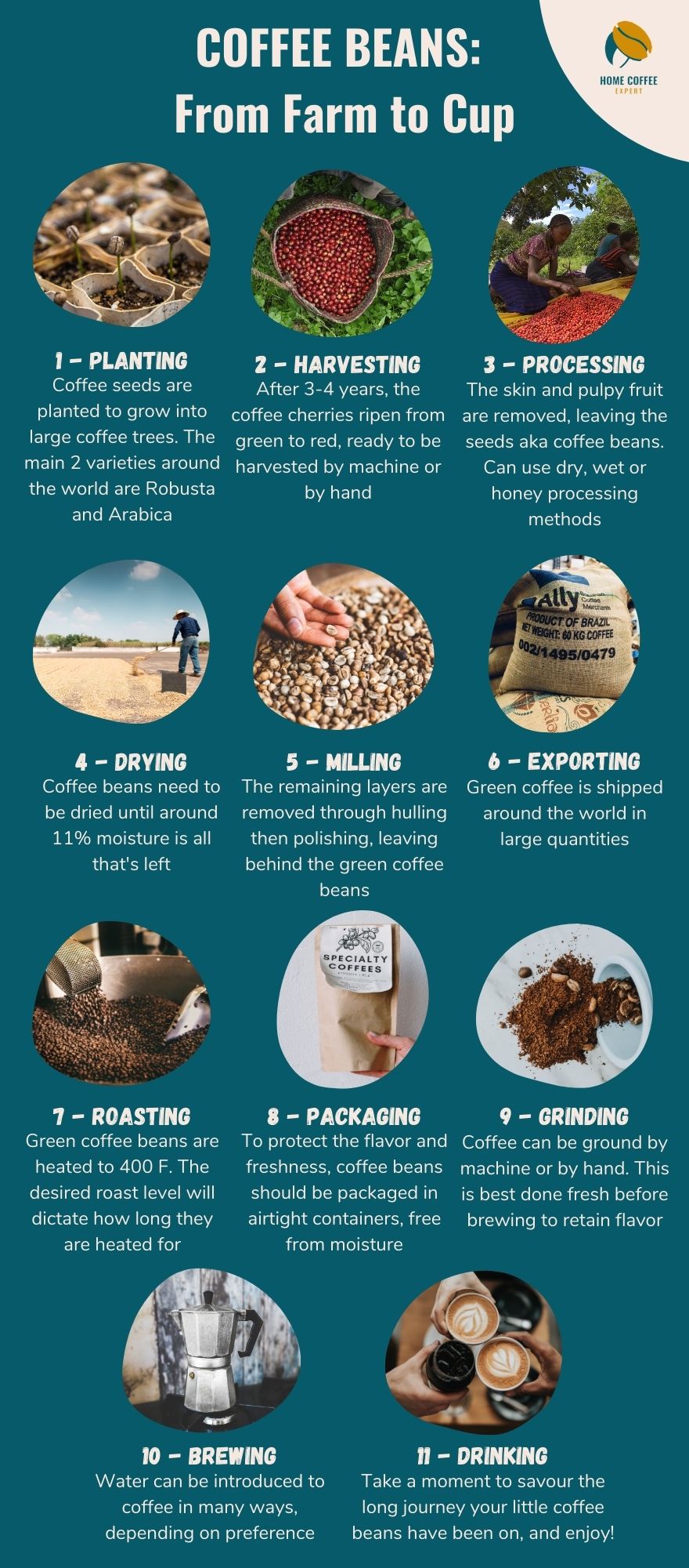 Infographic - Where do coffee beans come from, the journey from farm to cup