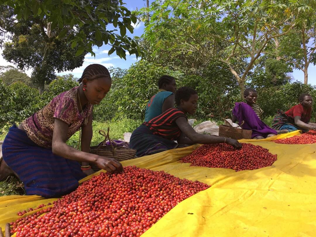 Workers in the best coffee countries, hand picking beans for quality
