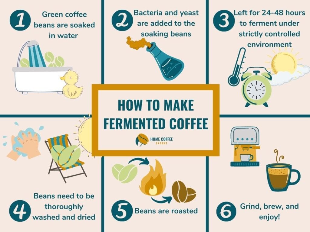 Infographic: How to Make Fermented Coffee