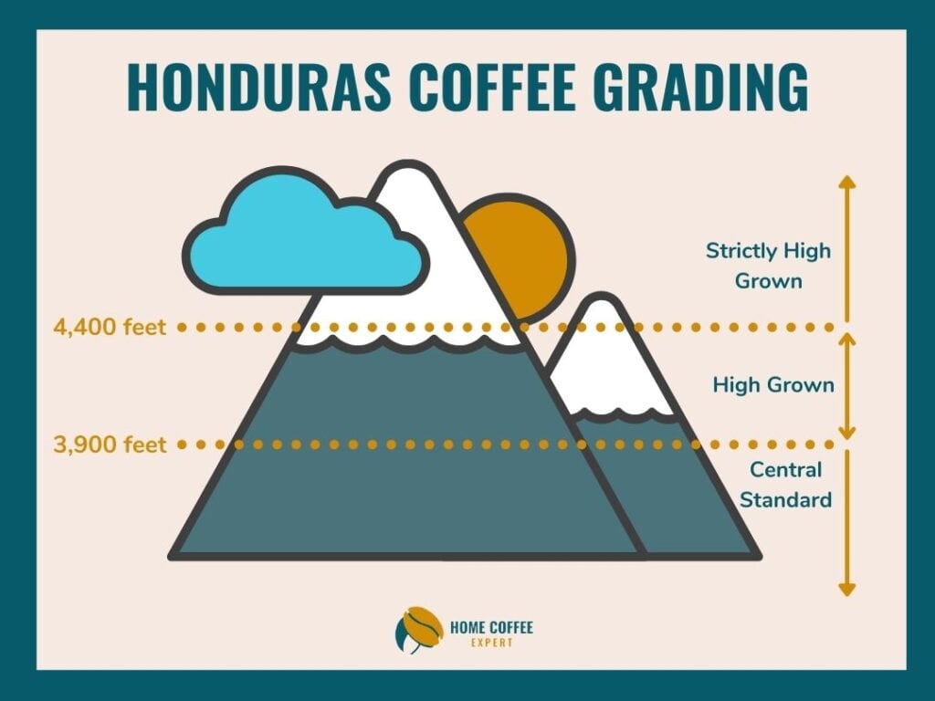 Infographic: Honduran Coffee Grading