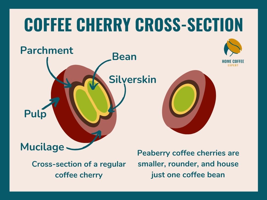 Regular Coffee Cherry vs Peaberry Coffee Cross-Section