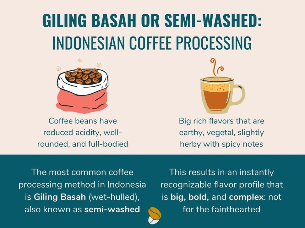 Giling Basah Processing Infographic