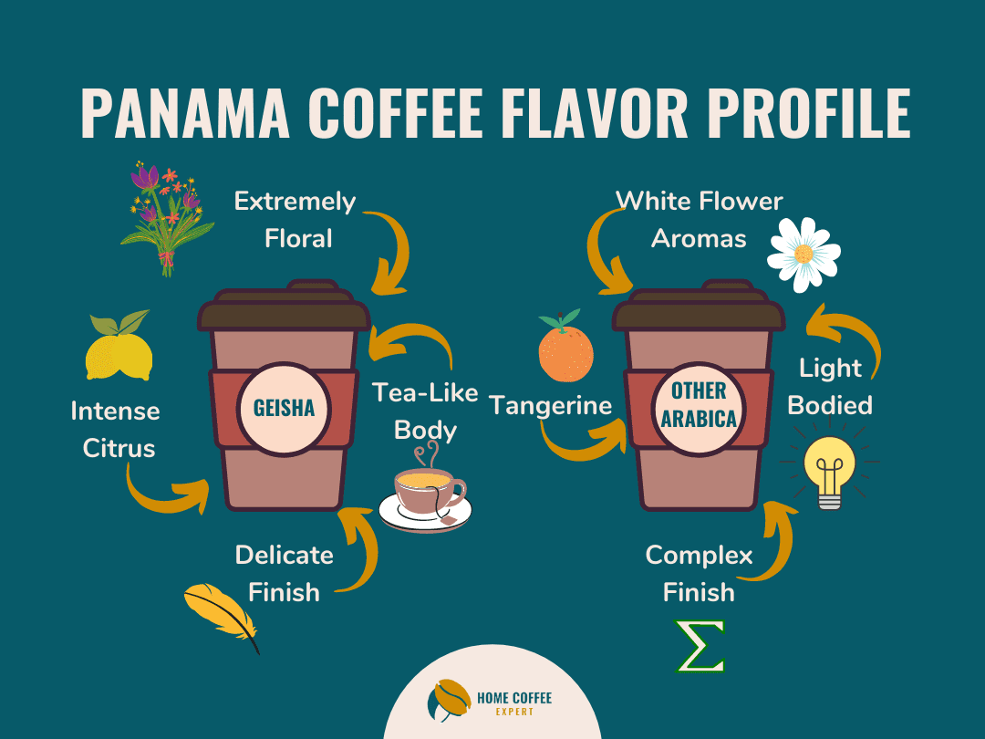 Panama Coffee Flavor Profile: Geisha & Other Arabica Varieties
