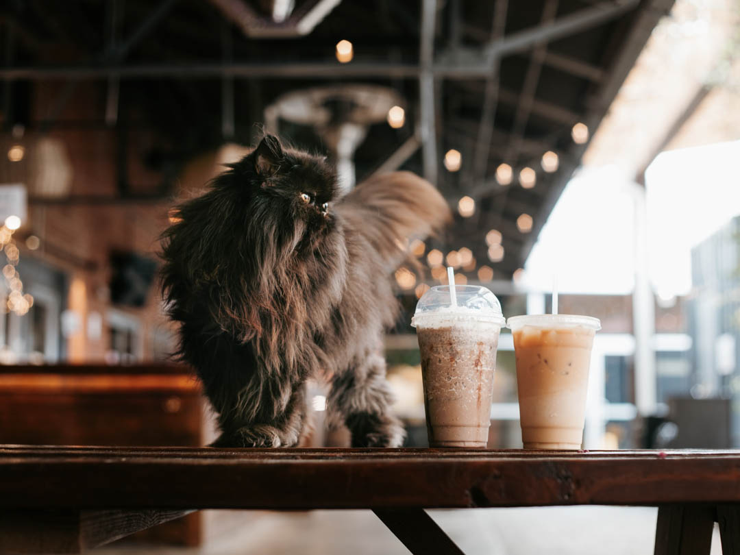 Frappe vs Frappuccino