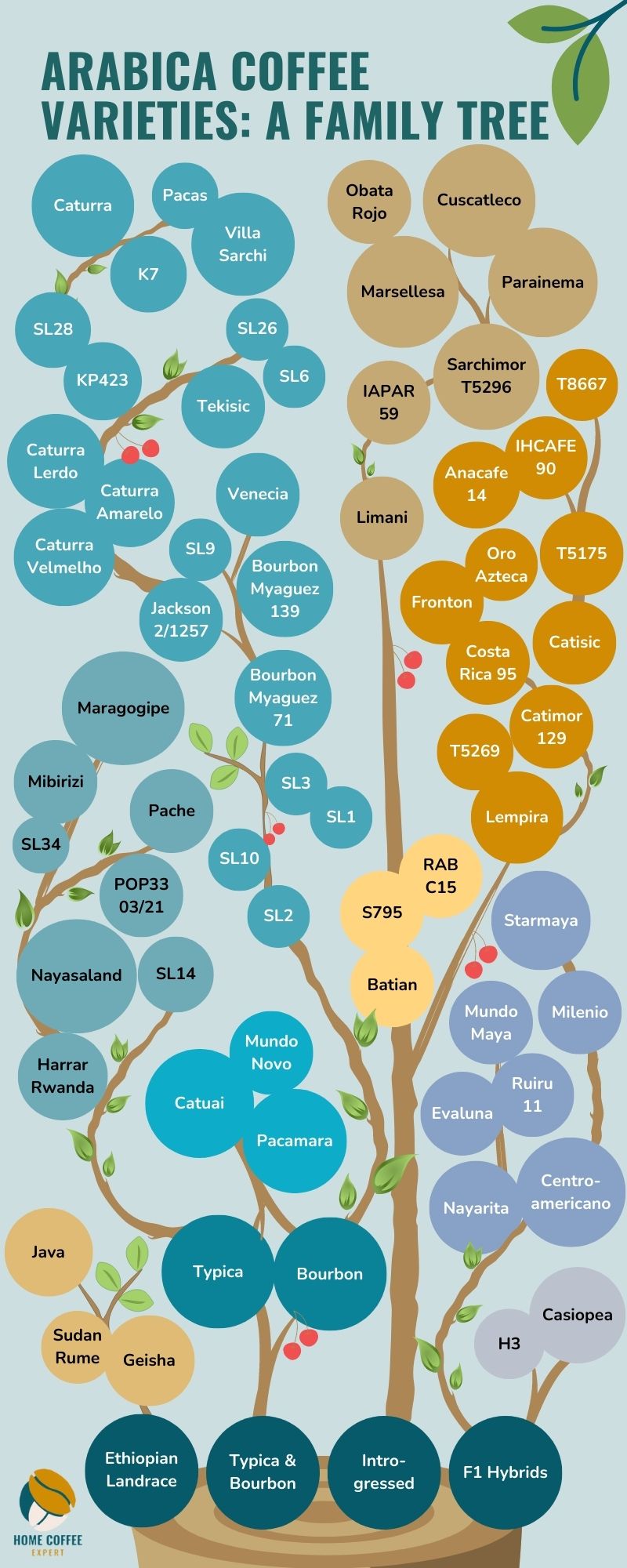 Infographic: List of Arabica Coffee Varietals, Coffee Family Tree