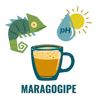 Maragogipe are rare types of coffee beans, receptive to local flavors