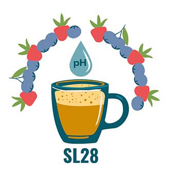SL28 coffee has complexity, acidity and full berry flavors