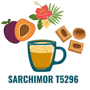 Sarchimor T5296 are floral coffee bean types with floral and caramel notes
