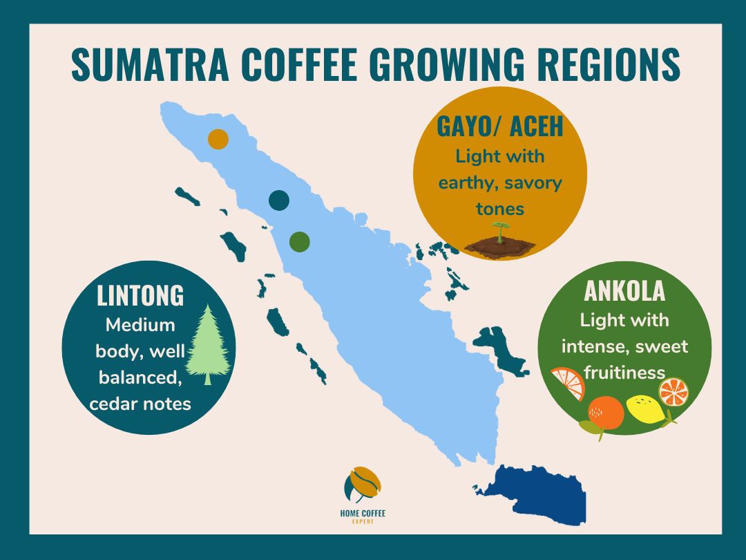 Infographic of Sumatra Coffee Growing Regions (Lintong, Gayo/Aceh, Ankola)