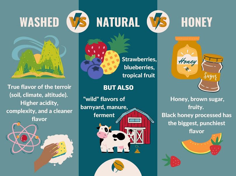 Infographic: Flavor of washed, natural, and honey processed coffee