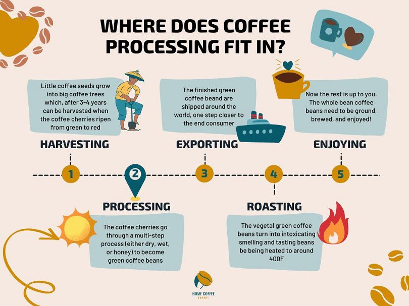 Infographic: Where does coffee processing fit in?