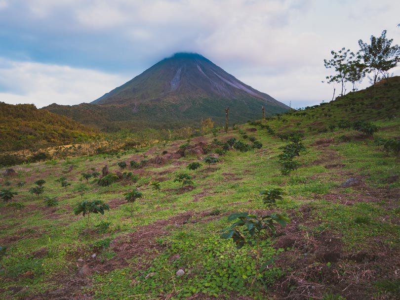 Young coffee trees at the foot of Arenal Volcano, Costa Rica