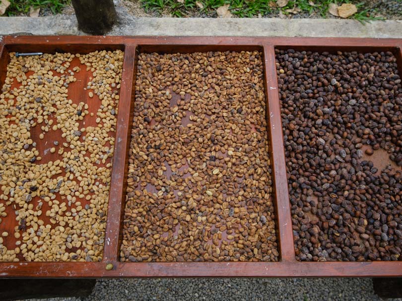 Washed, Honey, and Natural Processed Coffee Beans