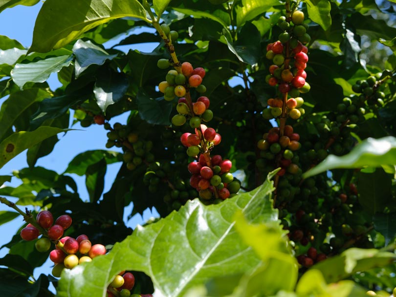 Coffee tree at Lake Atitlan, Guatemala