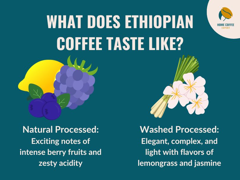 What does Ethiopian coffee taste like? [Infographic]