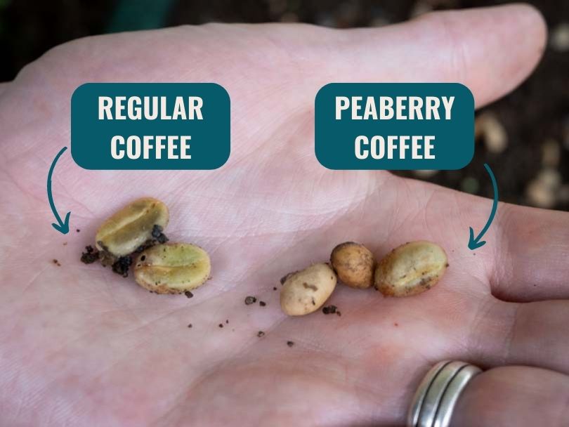 Regular vs Peaberry green coffee