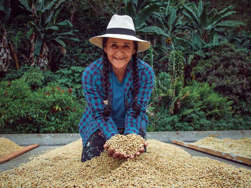 Colombian coffee farmer holding green coffee beans
