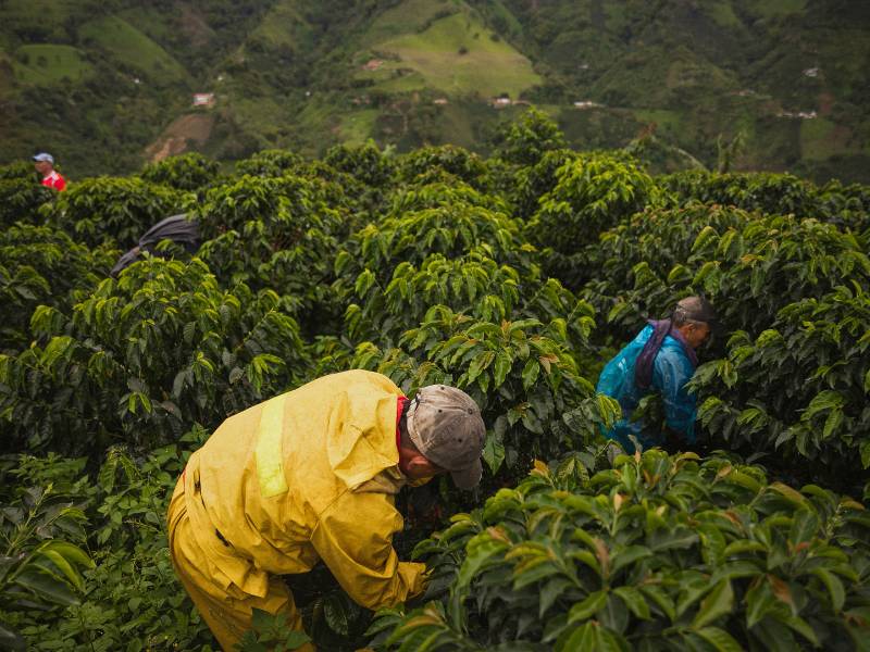 Colombian coffee farmers working hard in all weather