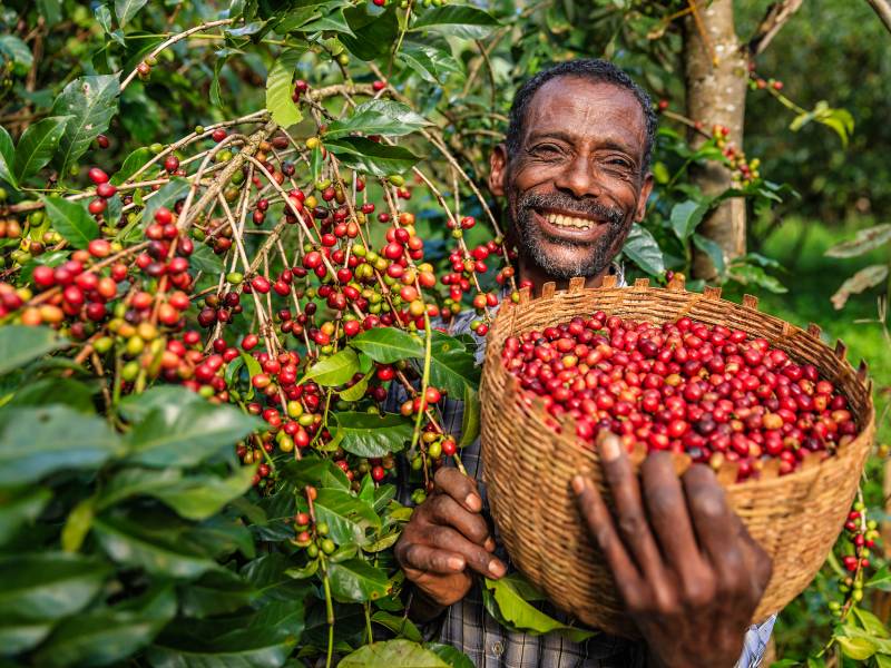 Ethiopian coffee farmer harvesting coffee cherries