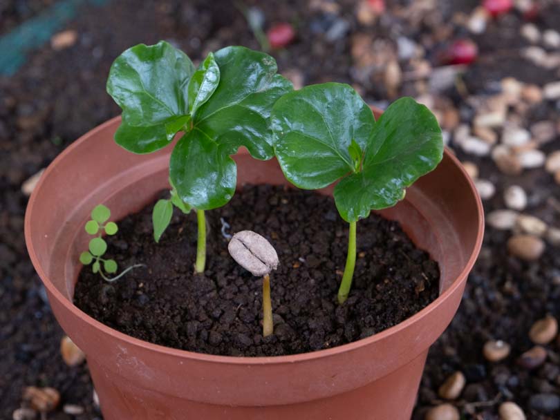 Plant pot containting three shoots of infant coffee trees, planted in the best soil for coffee plants