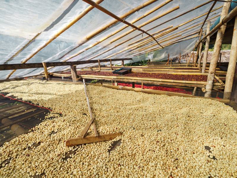 Green coffee beans laid out in drying racks as part of the natural processing method