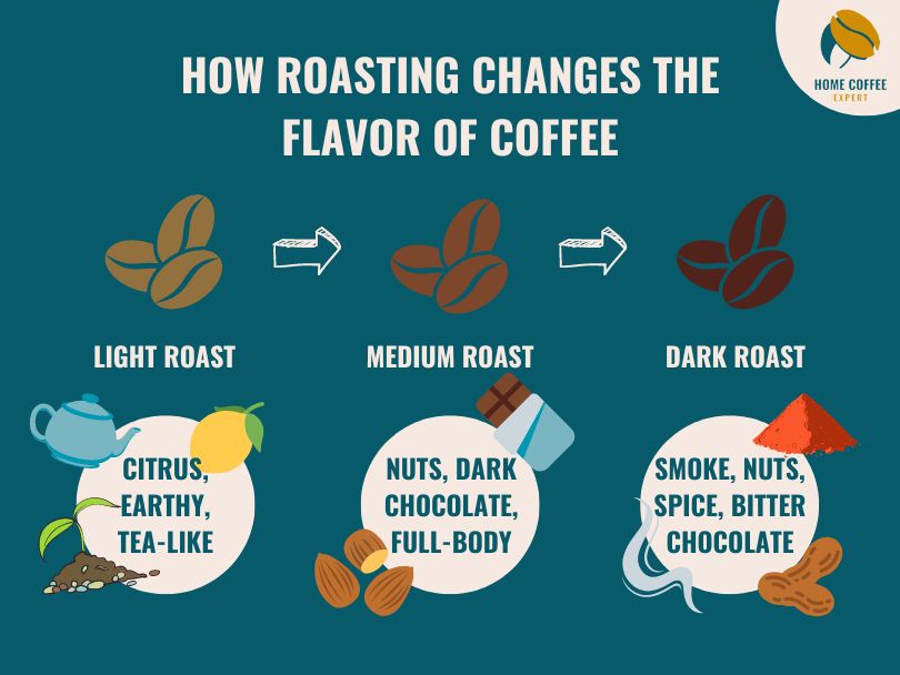Infographic: How roasting changes the flavor of coffee