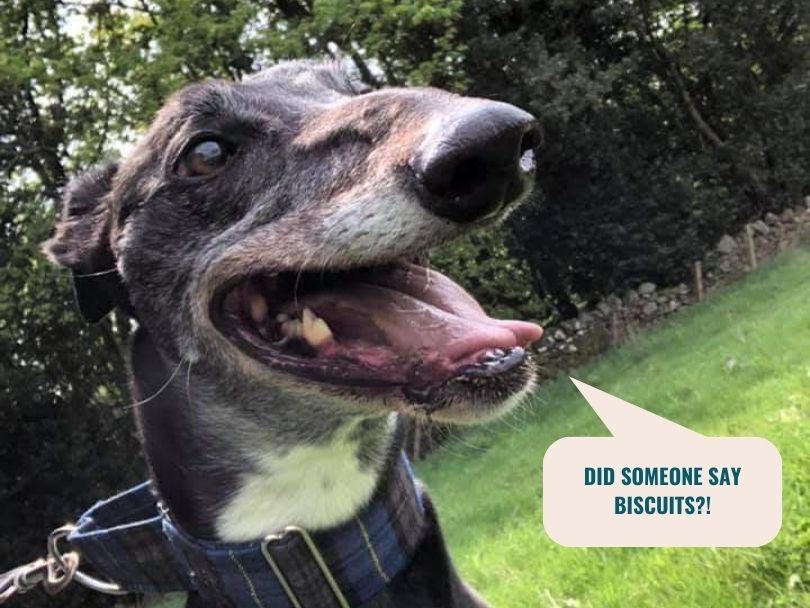 Happy dog with his tongue out and speech bubble saying "Did someone say Biscuits?!"