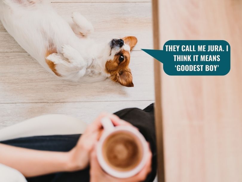 Dog on it's back beside a cup of espresso. Text bubble says "They call me Jura. I think it means 'Goodest Boy'"