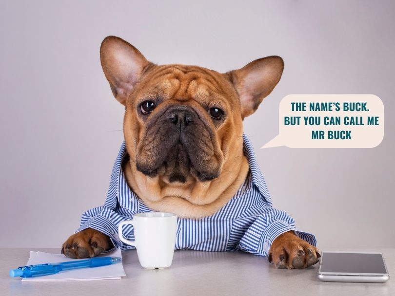 Hardworking dog wearing a shirt with a phone, cup of coffee and pen in front of him, text says "The name's Buck. But you can call me Mr Buck"