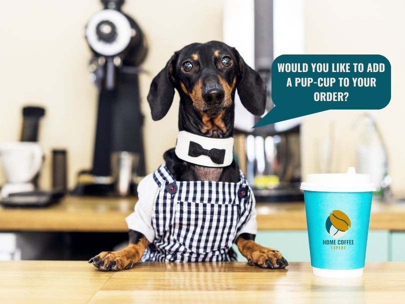 Dachshund dressed as a barista with a speech bubble saying "Would you like to add a pup-cup to your order?"