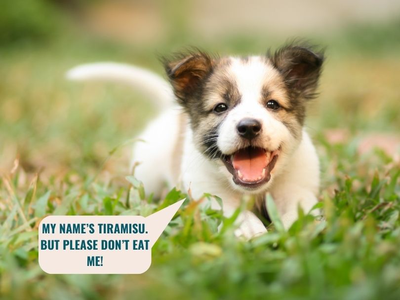A tiny puppy in the grass with the text "My name's Tiramisu but please don't eat me!"