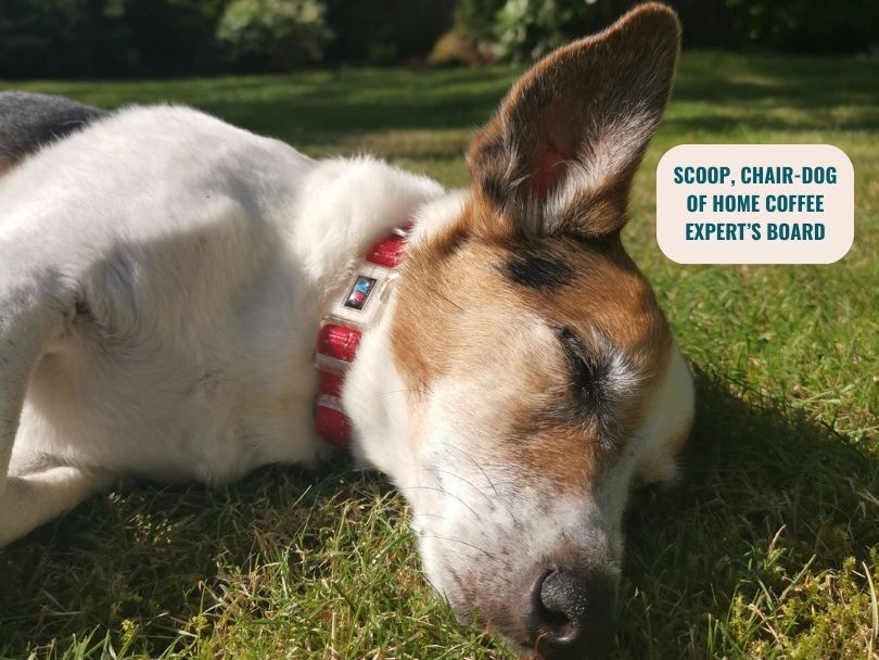 Scoop, the Chair-Dog of Home Coffee Expert's board, asleep on the job