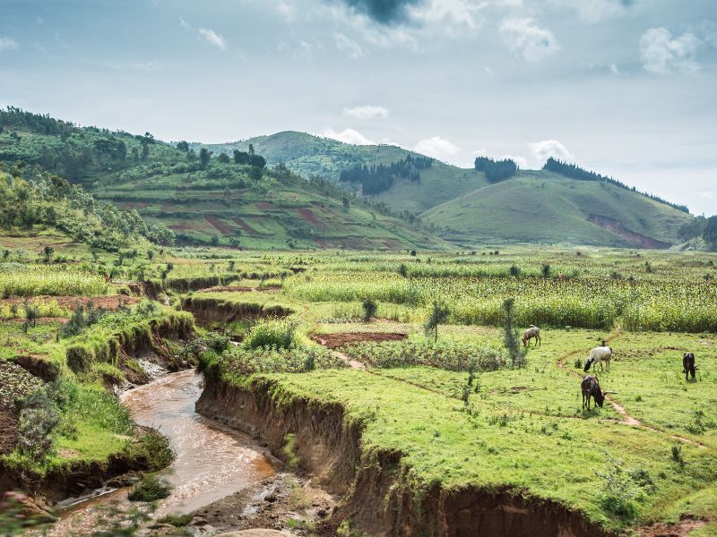 Landscape photo of river running through the hills of Burundi, goats grazing in the foreground