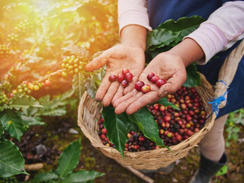 Woman's hands holding hand-picked ripe coffee cherries to camera (shot in Nicaragua)