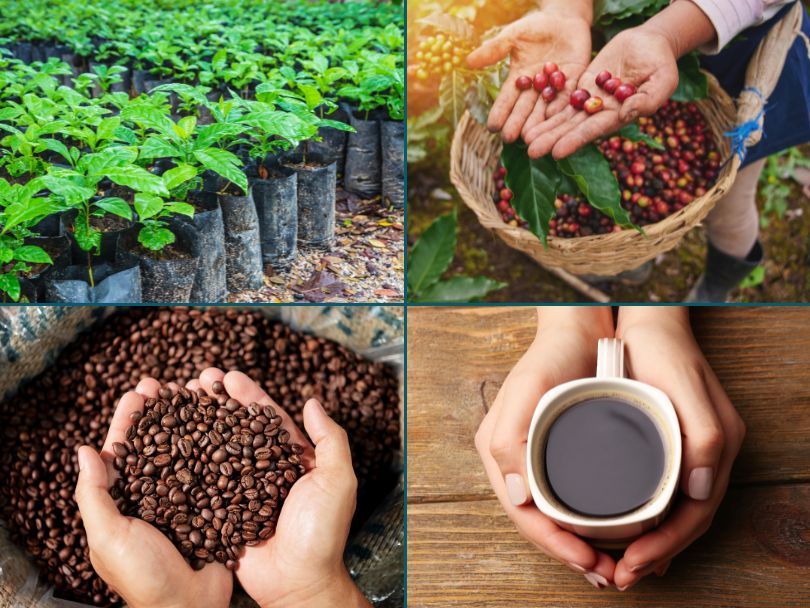 Coffee plants, coffee cherries, coffee beans, and a cup of coffee