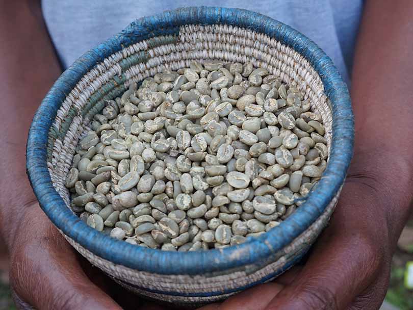 Rwandan man holding a basket of green coffee beans