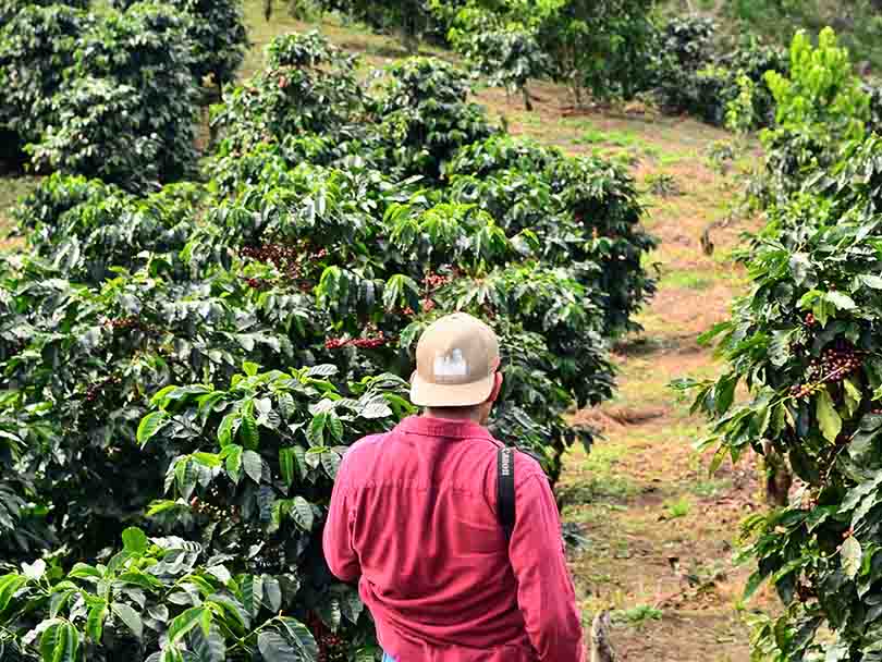 Man walking through a coffee farm in Honduras