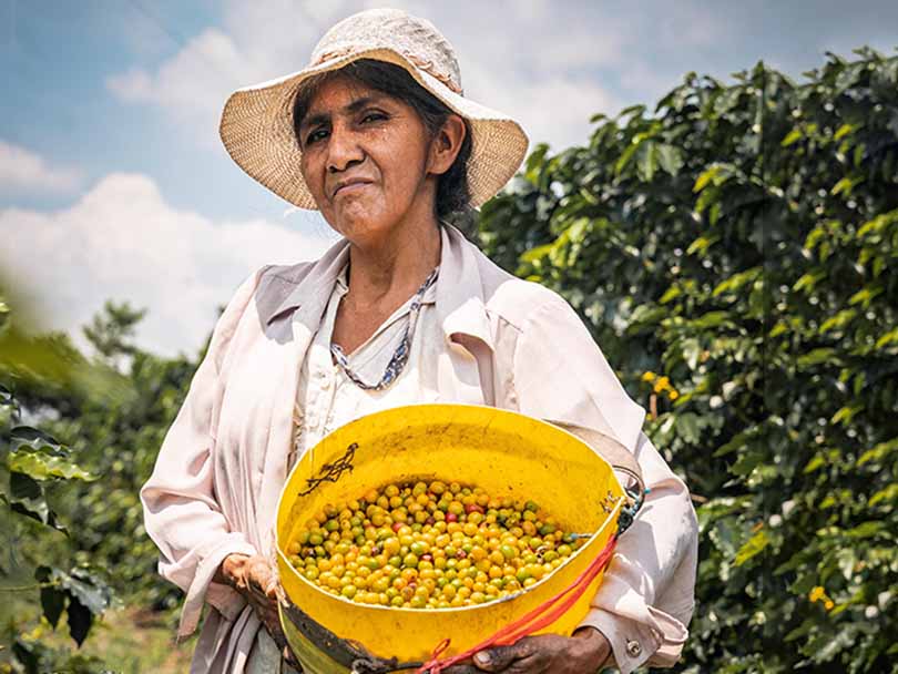 A woman coffee farmer in Peru holding a bucket of hand picked coffee cherries