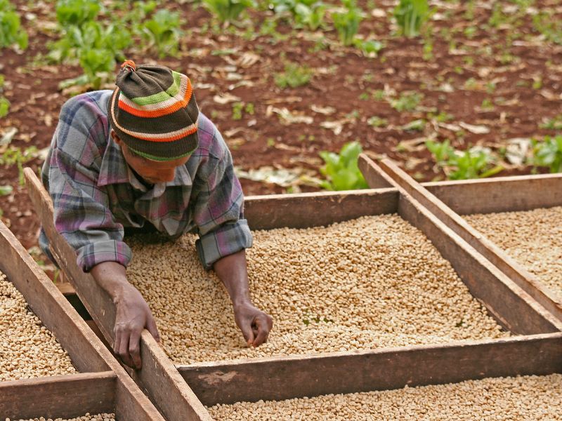 A man sorting coffee beans that are drying in the sun of a plantation in Tanzania