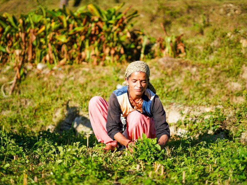 Woman working on a coffee farm in India