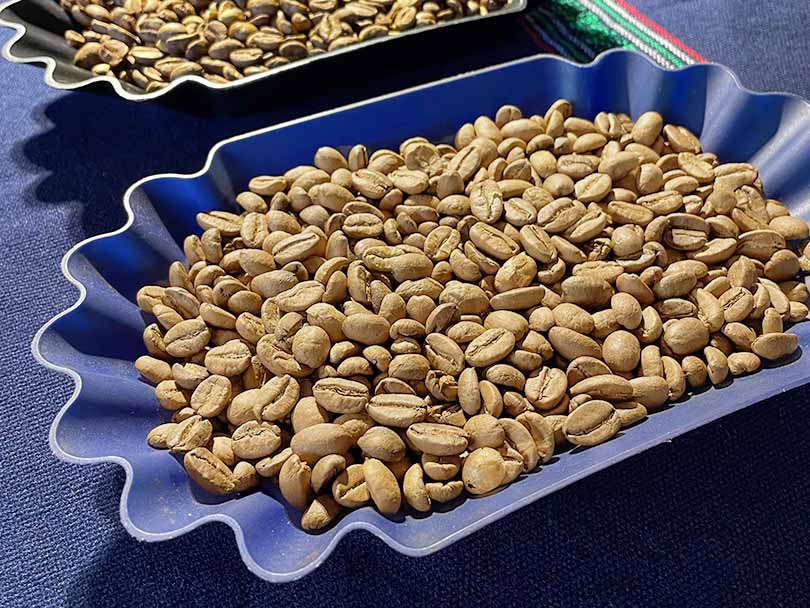 Freshly roasted white coffee beans